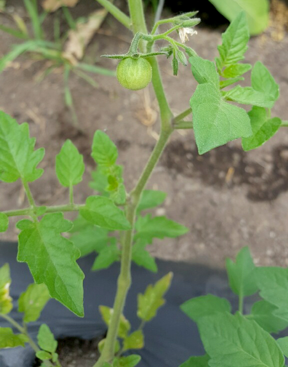 Tomato fruit